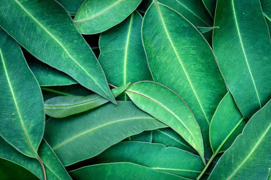 8 Surprising Uses for Eucalyptus