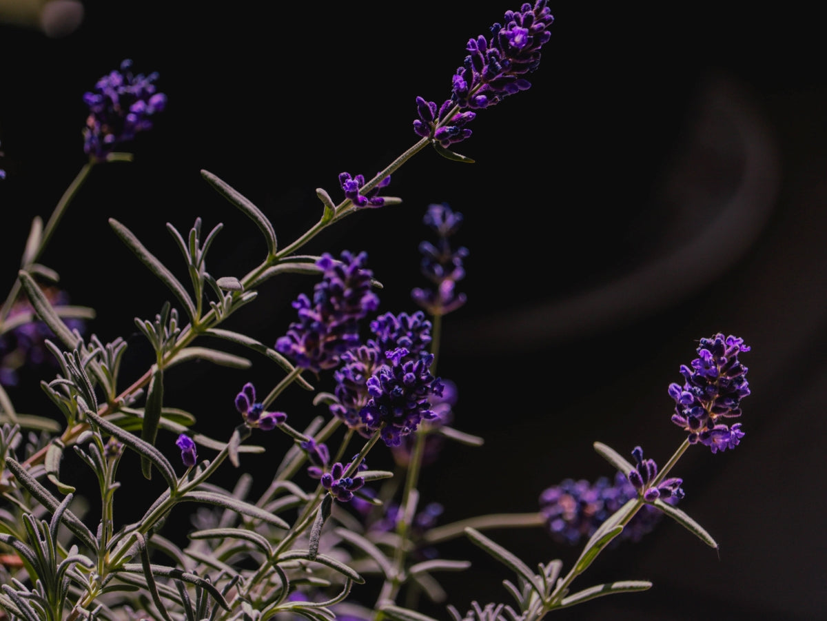 lavender flowers photo, natural lavender recipes